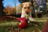 Large/8 Inches, Jolly Pets Teaser Ball Dog Toy, Red