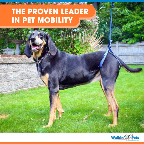 Up-n-Go Rear Support Lifting Harness for Dogs, Helps with Arthritis, Weakness, Joint Injuries Rehab