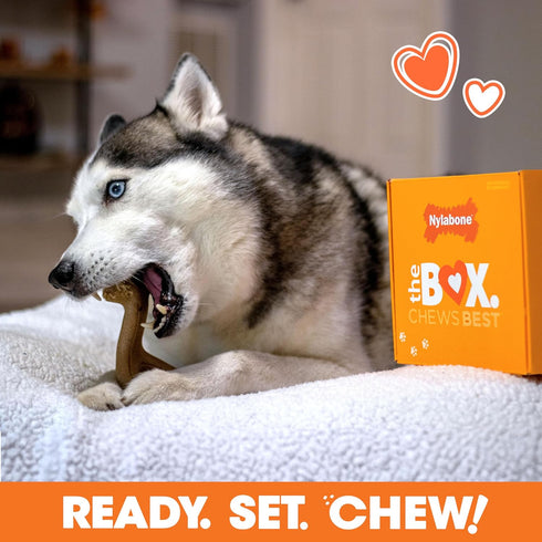 Nylabone Dog Toy Gift Box - Includes 3 Strong Chew Toys and 1 Dog Treat, Chew Toys for Large Dogs, Large/Giant (4 Count)