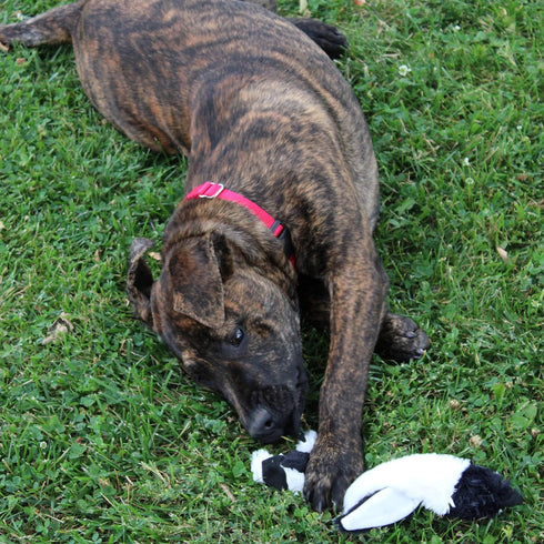 SPOT Skinneeez Stuffing Free Arctic Animal Dog Toy - Squeaker in Head and Tail, Great for Moderate Chewers