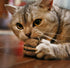 Natural Silvervine Cat Chew Toy, Interactive Chewing Toys with Catnip Effect - Trio Hamburger & Ball, 2 Packs