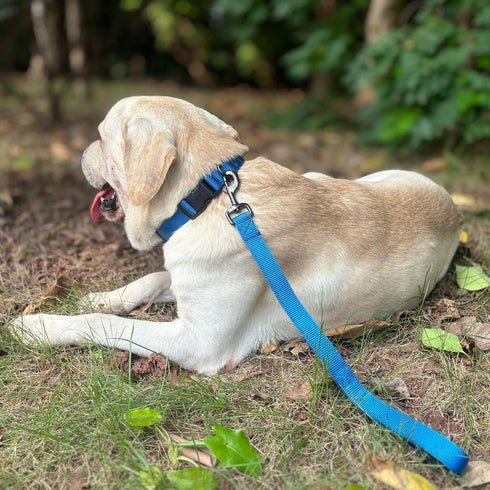 Premium 18 Inches Nylon Short Dog Leash with Heavy Duty Clip and Soft Padded Handle, Classic Blue