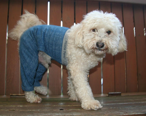 Best Dog Walking Pants for XL Extra-Large Dogs