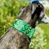 Extra Soft Martingale Dog Collar and Leash Set, 2" Wide for Greyhound Saluki Whippet and Similar Breeds (M 11"-14" and