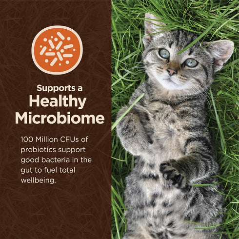 Wellness CORE Digestive Health Probiotic Coated High Protein Dry Cat Food, Salmon & Rice Recipe, 5 Pound Bag