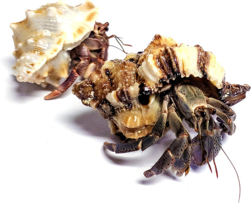 Store 2 Now+4oz 2 Nature Gift Live Hermit Crabs Shipped Hermit Crab Food: Land Crabs with Extra Shells