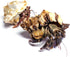 Store 2 Now+4oz 2 Nature Gift Live Hermit Crabs Shipped Hermit Crab Food: Land Crabs with Extra Shells