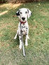 Tuff Pupper 24 Inch Short Dog Leash for Training | Perfect for Service Dog Harness & Traffic Leash Handle