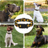 Dog Collar for Boys Girls, Sunflower Puppy Collar for Small Medium Large Dogs, Adjustable Soft Floral Pet Collar with