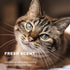 Wet Ones for Pets Freshening Wipes for Cats, 50 Count- 3 Pack, Aloe Vera, Easy to Use Cat Grooming Wipes, Fresh Scent