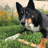Icelandic+ Beef Collagen Dental Chew Stick Wrapped with Fish 4" Dog Treat