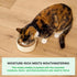 5.5oz Packs 12) Open Farm Rustic Blend Wet Cat Food, Complete & Balanced Medley with Human-Grade Ingredients