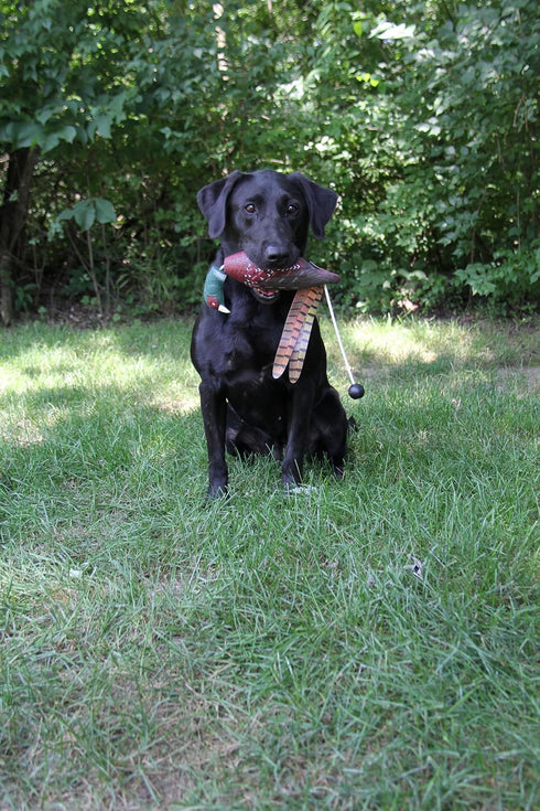 Ultimate Pheasant Hunting Training Scent - Pheasant Dog Training Scent with Realistic Dummy Included for Effective Bird