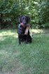 Ultimate Pheasant Hunting Training Scent - Pheasant Dog Training Scent with Realistic Dummy Included for Effective Bird