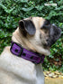 Tuff Pupper Ultra Comfort Padded Dog Collar | Thick Neoprene Padding | Waterproof Collar with Reflective Stitching