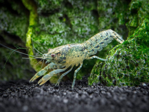 1 Aquatic Arts - Female Blue Brazos Crayfish - Live Freshwater Aquarium Lobster/Crawfish/Crawdad/Real Living Nano Fish
