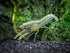 1 Aquatic Arts - Female Blue Brazos Crayfish - Live Freshwater Aquarium Lobster/Crawfish/Crawdad/Real Living Nano Fish