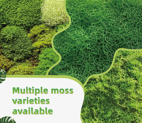 Generic Pack 2 Live Moss Duo Varieties Mixed Moss for Reptile Terrariums, Amphibian Habitats, Bonsai, Vivariums
