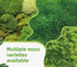 Generic Pack 2 Live Moss Duo Varieties Mixed Moss for Reptile Terrariums, Amphibian Habitats, Bonsai, Vivariums