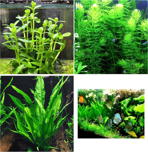 Aquatic Discounts 3 Different Beginner/Super Easy Live Aquarium Plants - Bacopa + Hornwort +