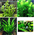 Aquatic Discounts 3 Different Beginner/Super Easy Live Aquarium Plants - Bacopa + Hornwort +