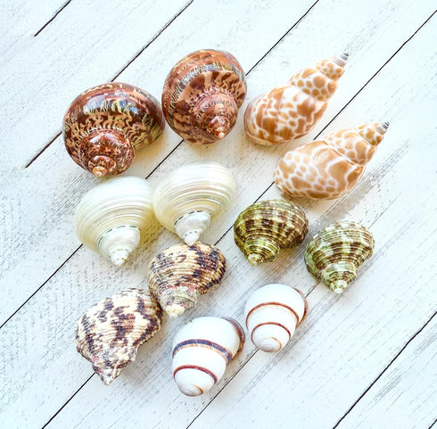 Generic 12-Pack Hermit Crab Shells Natural 1.52" Snail Shells for Crafts, Hermit Crabs,