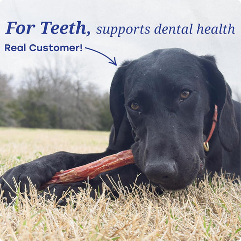 Texas Rancher Bones LLC 6 inch (12 Pack)- Bully Stick for Dogs Natural, Grass-fed Beef, Long Lasting Dog Chews, Rawhide