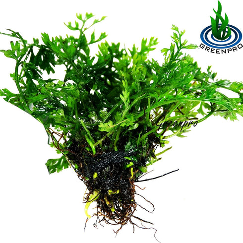 Bolbitis 2-Inch Difformis Baby Leaf Fern - Live Aquarium Plant in Pot