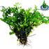 Bolbitis 2-Inch Difformis Baby Leaf Fern - Live Aquarium Plant in Pot