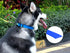 Waterproof Dog Collars, Durable Adjustable Rubber Collars for Small, Medium, Large Dogs, Easy Clean with Buckle and D