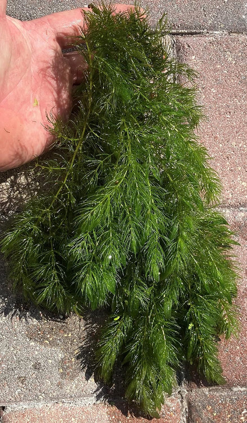 Hornwort Live Plant (Ceratophyllum demersum) Aquarium Plant 1 Bunch