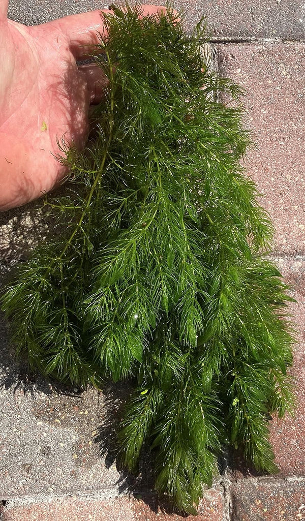 Hornwort Live Plant (Ceratophyllum demersum) Aquarium Plant 1 Bunch