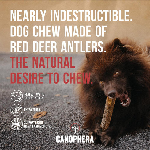 Premium Red Deer Antlers - Natural Long-Lasting Chews for Aggressive Chewers, Xtra Large