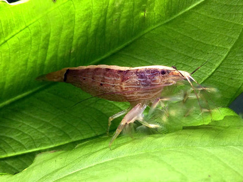 2 Aquatic Arts Small Freshwater Bamboo Shrimp (Live Singapore Flower Shrimp) | Aquarium Filter Shrimp | Safe with Tetra