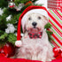 ADOGGYGO Christmas Dog Collar with Bow Tie, Adjustable Red Green Plaid Collar for Small Dogs.
