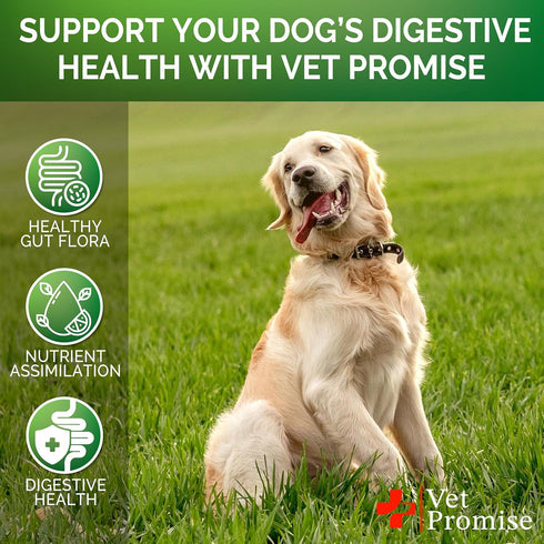 Probiotics for Dogs, Digestive Enzymes for Gut Health, Itchy Skin, Allergies, 120 Probiotic Chews Supplement