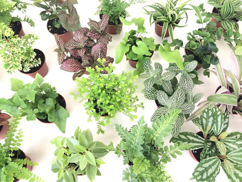 Optiflora Mini Terrarium Plants (6 Plants) (2" Pots) Fairy Garden Plants Assorted Varieties