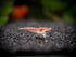 1 1/2 1 inch Aquatic Arts Live Freshwater Sakura Red Cherry Shrimp (Neocaridina davidi) - Breeding Age Young Adult