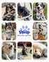 3 16 oz PAWUP Cod Skin Rolls Dog Treats Natural High Omega Dog Snacks, Single Ingredient Cod Skin Chews for Small Dogs