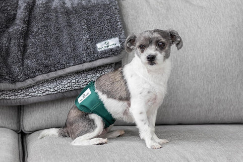 Pet Parents Premium Washable Belly Bands, 3 Pack Male Dog Diapers & Belly Bands, Extra Small Spruce Color