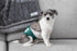 Pet Parents Premium Washable Belly Bands, 3 Pack Male Dog Diapers & Belly Bands, Extra Small Spruce Color