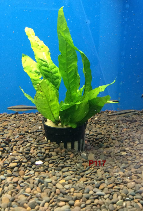 Jayco Buy2get1free,same Ps117, plant Java Fern, Microsorum Pteropus Potted Plant Live Aquarium Plant