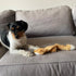 SPOT Skinneeez Fox 14 Inch Stuffing-Free Plush Squeaky Dog Toy, Soft Tug-of-War Toy