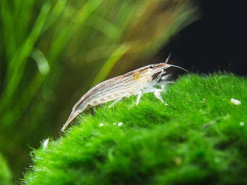 1 Aquatic Arts Small Freshwater Bamboo Shrimp (Live Singapore Flower Shrimp) | Aquarium Filter Shrimp | Safe with Tetra
