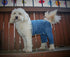 Blue Dog Pants - E-Collar Alternative for X-Small Dogs