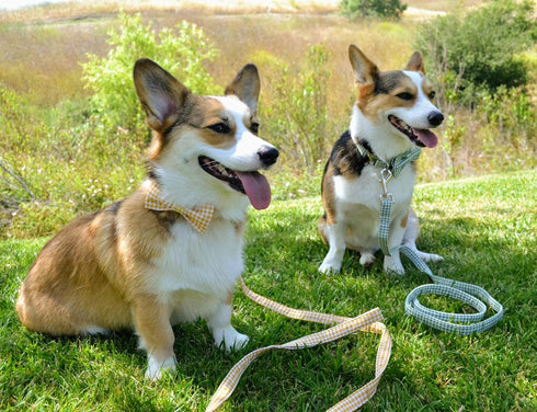 lionet paws Cotton Handmade Dog Leash Unique for Small Medium Large Dogs