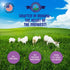 Shepherd Boy Farms Freeze Dried Raw Goats Milk with Probiotics for Dogs & Cats, High Protein Goat Milk Powder for