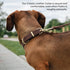 Classic Leather Dog Collar by Scout Supply, Heavy Duty Thick Full Grain Leather, Waterproof & Rust-Proof Brass Hardware