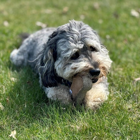 SPOT Dura-Fused Chunkies Bone - All Natural Leather and Felt Dog Toy, Durable Extra Thick Chew Toy for Aggressive