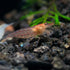 100% (3 Aquatic Arts Sun Orange Amano Shrimp Live Freshwater Algae-Eater (Caridina multidentata) | Hardy & Tank-Bred |